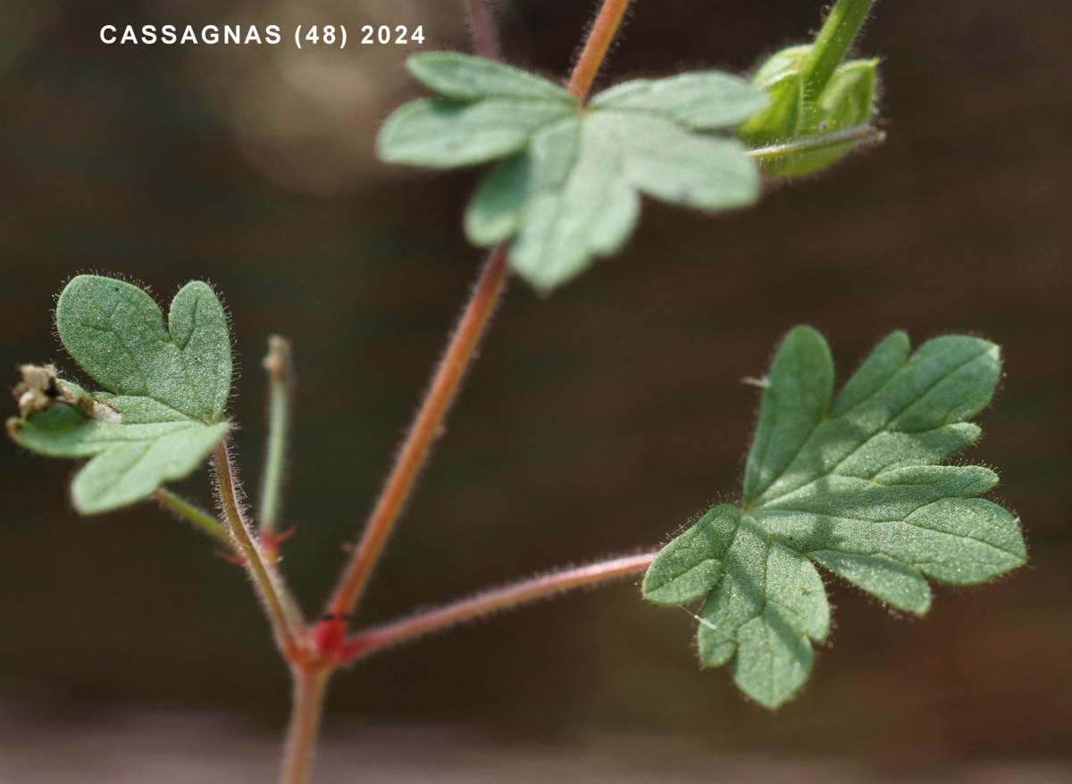 Cranesbill, Small-flowered leaf